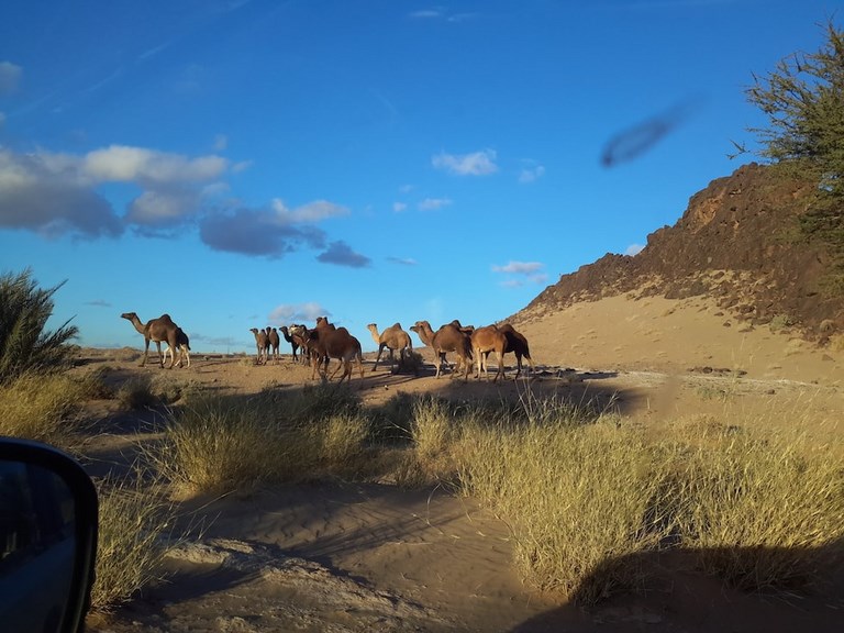 Rencontres dansle sud du Maroc pour le 4LDéfi Maroc, une  caravane de chameaux